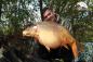 Preview: Banane-Fischpellets Boilies 10 kg (6,90 Euro Grundpreis).